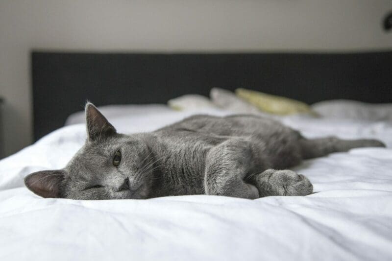 Best Security Cameras for Cats: Pet Owner Safety Tips for 2025