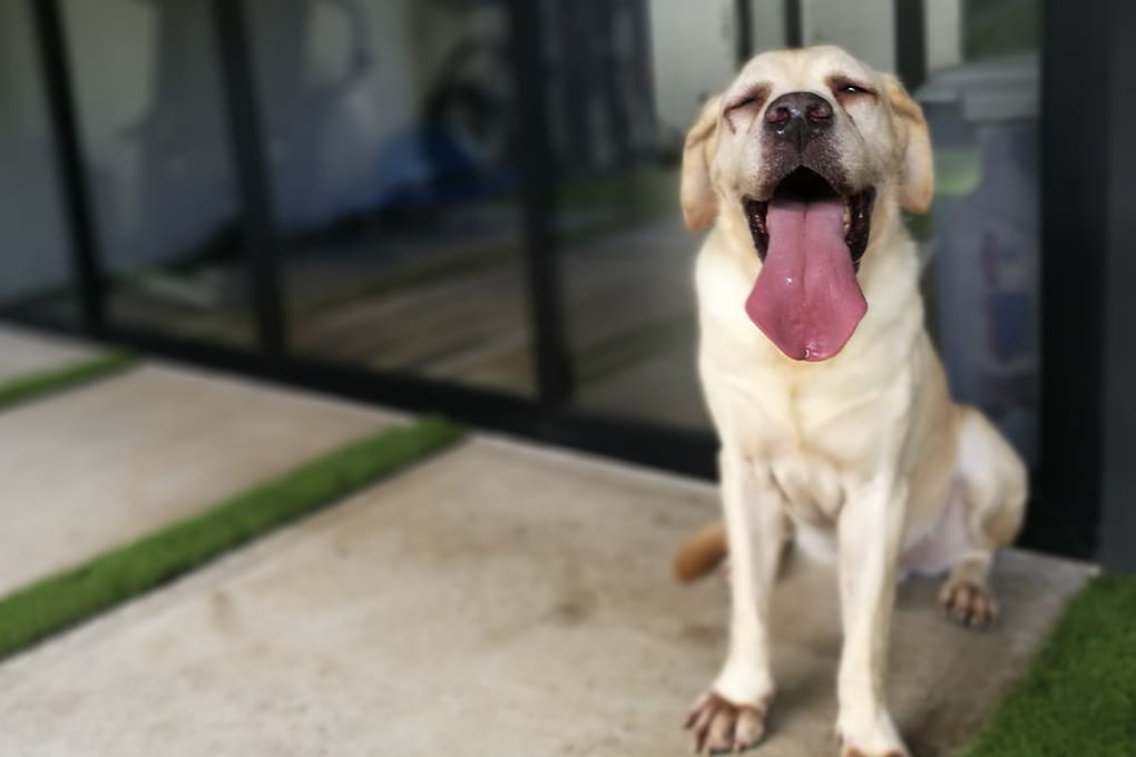 A cheerful Labrador sits on a cement patio with its tongue out and eyes closed, conveying a sense of joy & safe